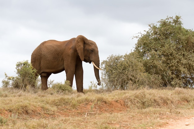 Foto grátis bela foto de um elefante africano caminhando em um campo seco