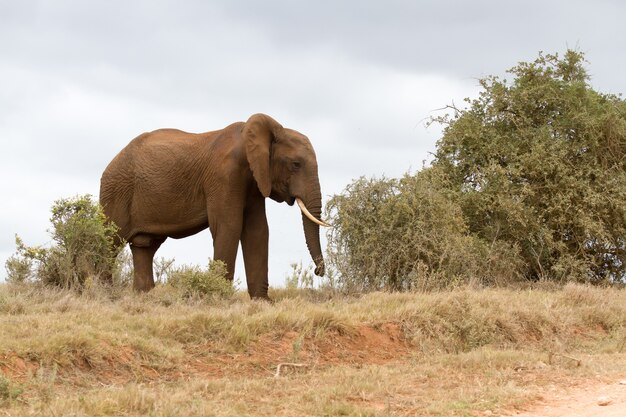 Bela foto de um elefante africano caminhando em um campo seco