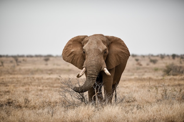 Bela foto de um elefante africano no campo da savana