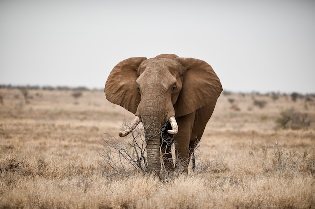 Bela foto de um elefante africano no campo da savana