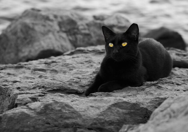 Bela foto de um gato preto dormindo