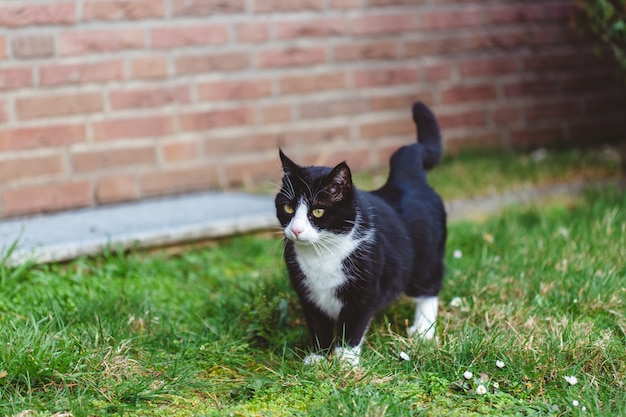 Bela foto de um gato preto fofo na grama em frente a uma parede de tijolos vermelhos