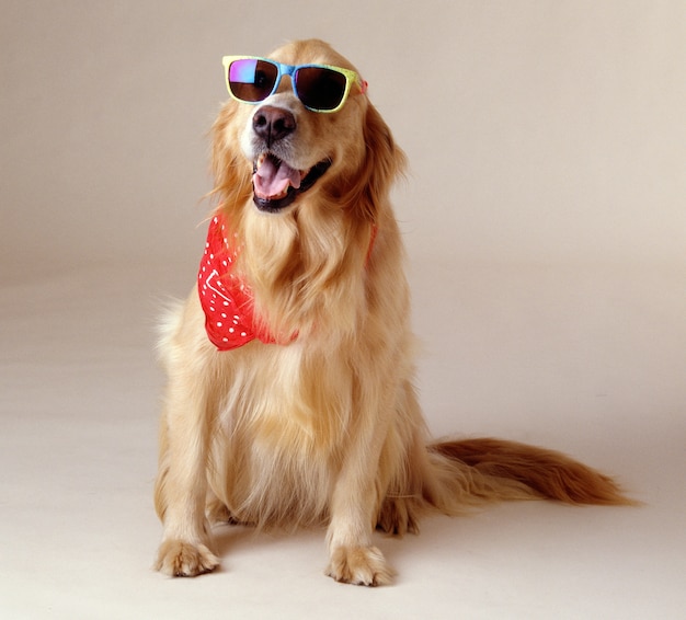 Bela foto de um golden retriever usando óculos escuros e um lenço vermelho