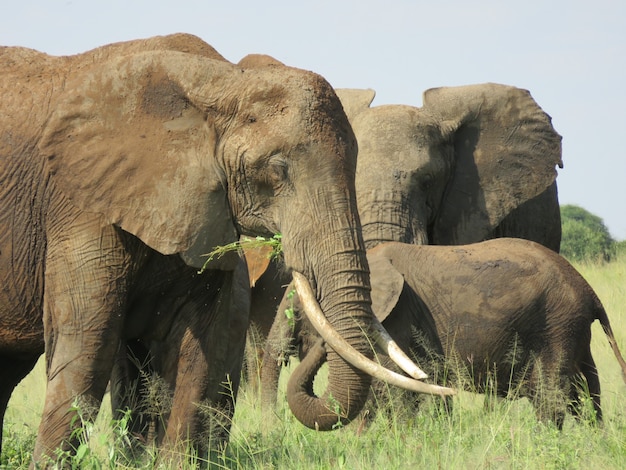 Bela foto de um grupo de elefantes em um campo