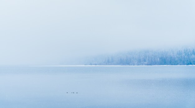 Bela foto de um lago com árvores nevadas à distância sob a névoa
