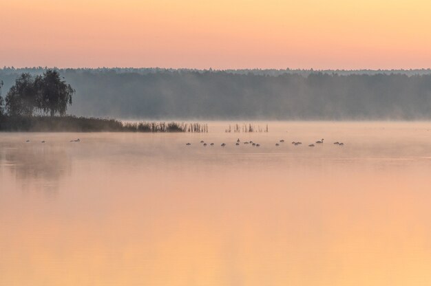 Bela foto de um lago durante o pôr do sol com pássaros
