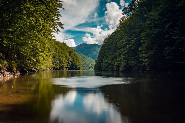 Bela foto de um lago em uma floresta durante um dia ensolarado