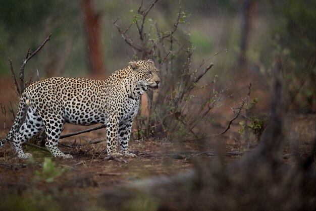 Bela foto de um leopardo africano caçando uma presa com um fundo desfocado