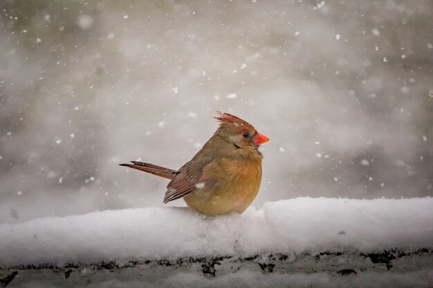 Bela foto de um lindo pássaro cardeal do norte em um dia de inverno