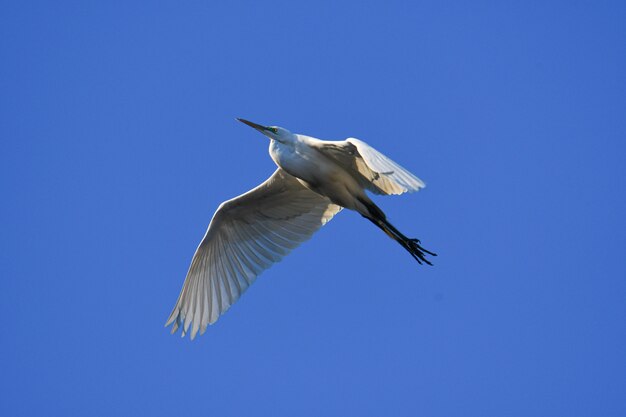 Bela foto de um pássaro branco com bico longo voando no céu azul