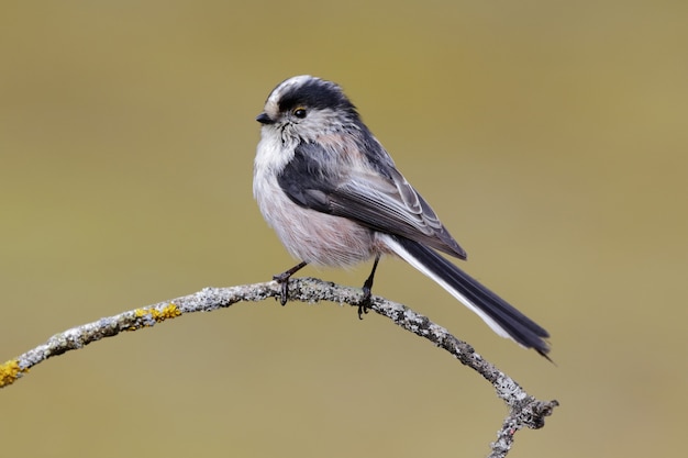 Foto grátis bela foto de um pássaro chapim-de-cauda-comprida empoleirado em um galho na floresta