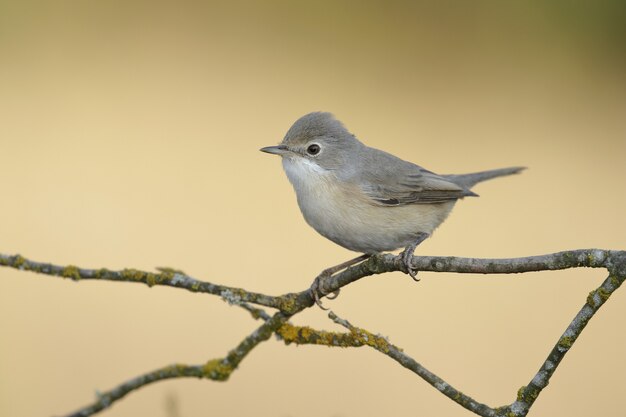 Bela foto de um pássaro gnatcatcher empoleirado em um galho de uma árvore