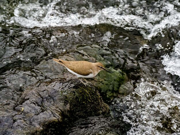 Bela foto de um pássaro maçarico comum perto do rio Sakai em uma floresta em Kanagawa, Japão