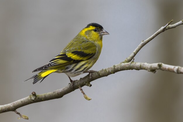 Bela foto de um pássaro macho eurasiático (Spinus spinus) em um galho de árvore