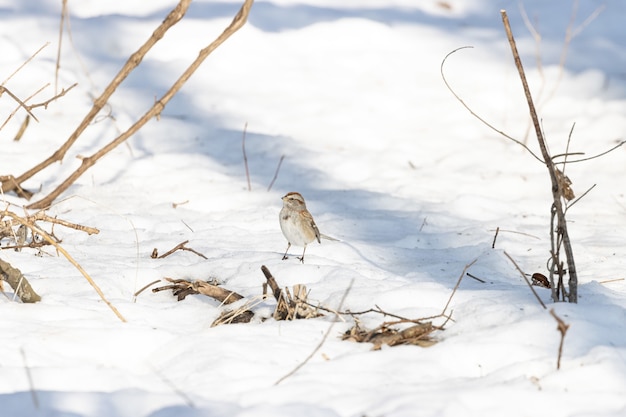 Bela foto de um pássaro pardal parado em um solo coberto de neve durante o inverno