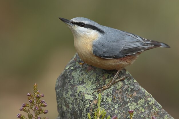 Bela foto de um pássaro Pica-pau-cinzento empoleirado em uma pedra na floresta