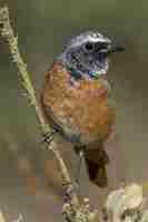 Foto grátis bela foto de um pássaro redstart macho comum (phoenicurus phoenicurus) em um galho de uma árvore