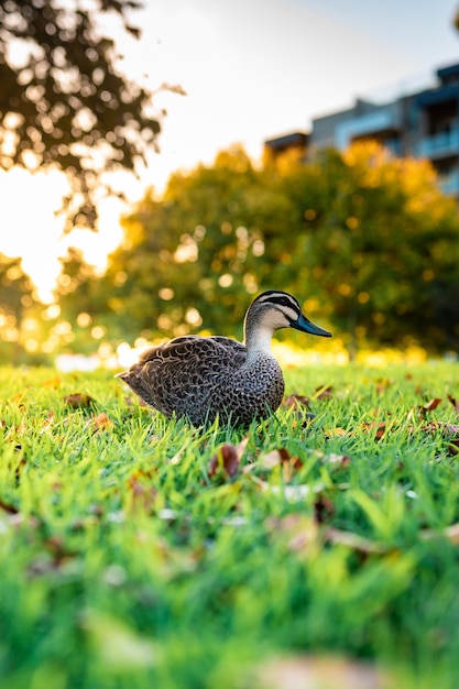 Bela foto de um pato selvagem bonito andando na grama