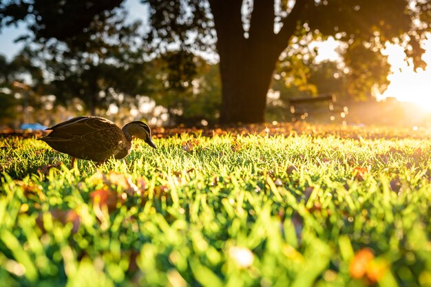 Bela foto de um pato selvagem bonito andando na grama