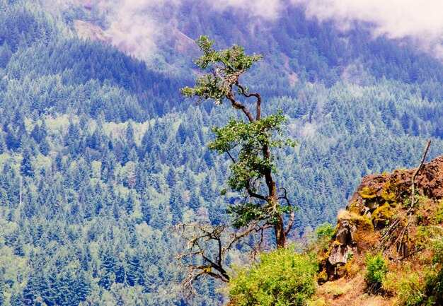 Bela foto de um penhasco perto de uma árvore com uma montanha arborizada