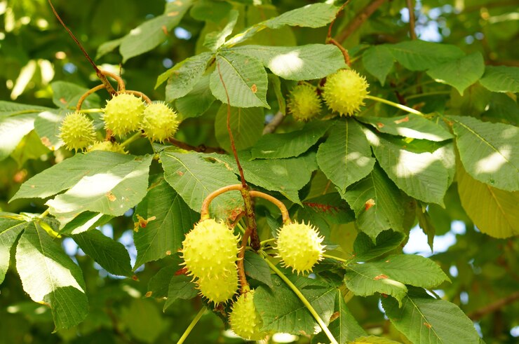 Foto grátis bela foto de um plátano com folhas verdes