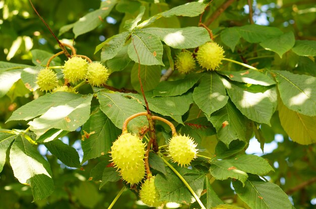 Bela foto de um plátano com folhas verdes