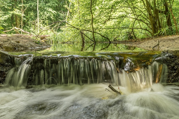 Bela foto de um riacho no meio de árvores verdes na floresta