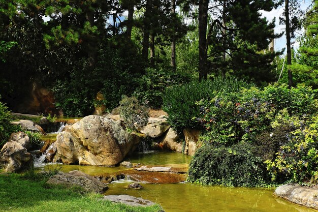 Bela foto de um rio de montanha rochosa cercado por plantas e árvores à luz do dia