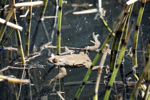 Bela foto de um sapo nadando em um pequeno lago chamado sulfne, no tirol do sul, itália