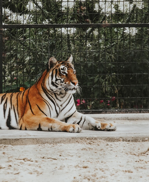 Foto grátis bela foto de um tigre de bengala, deitado no chão em um zoológico