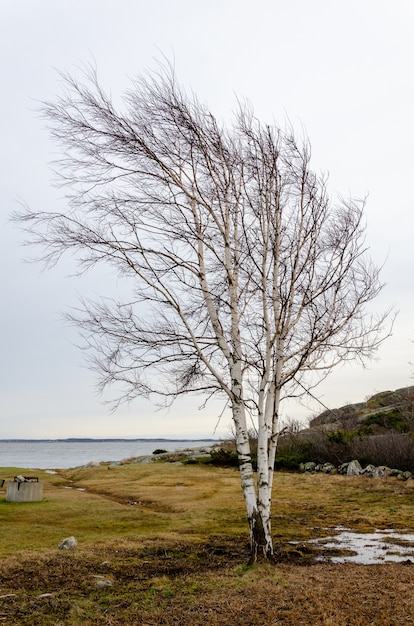 Bela foto de uma árvore com galhos nus e o lago ao fundo