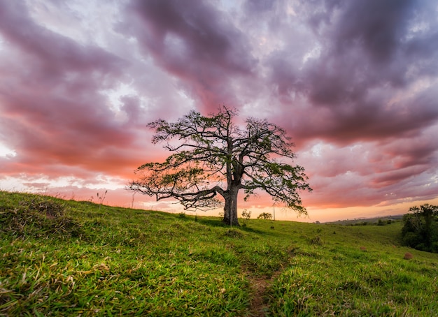 Bela foto de uma árvore solitária no campo sob um céu rosa e laranja