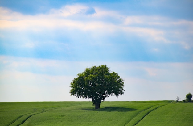 Bela foto de uma árvore solitária no meio de um campo verde sob o céu claro