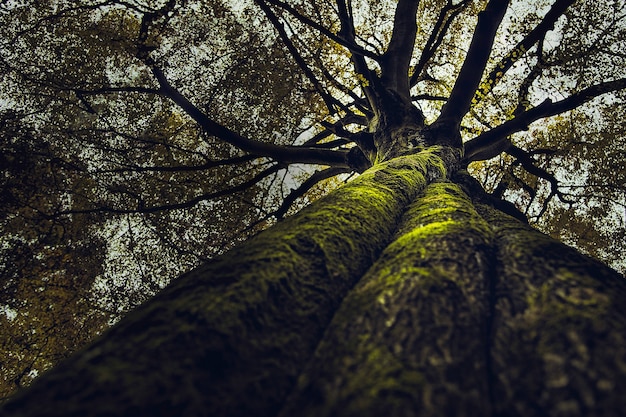 Bela foto de uma árvore velha e alta crescendo em uma floresta