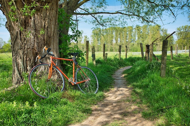 Bela foto de uma bicicleta encostada em uma árvore durante o dia