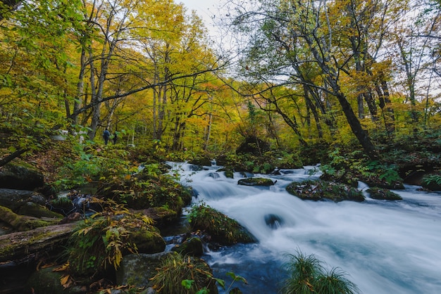Bela foto de uma cachoeira em um riacho cercado por uma floresta