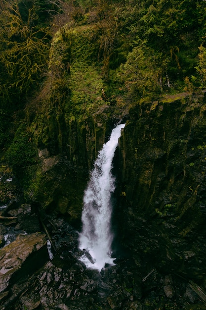 Bela foto de uma cachoeira em uma floresta cercada por vegetação