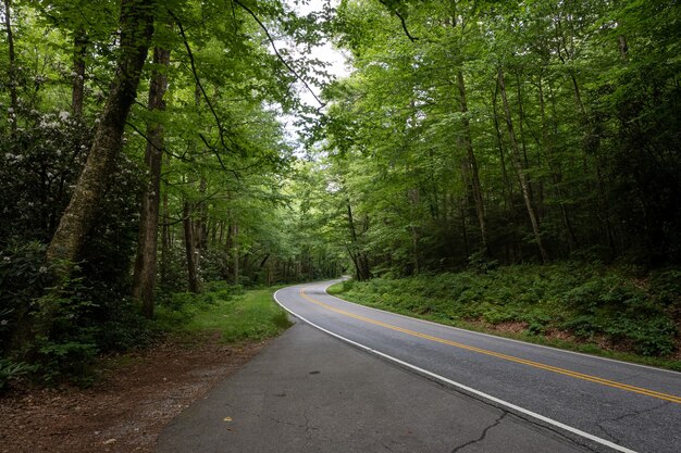 Bela foto de uma estrada com árvores dos dois lados