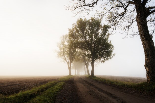 Bela foto de uma estrada em uma área rural com árvores