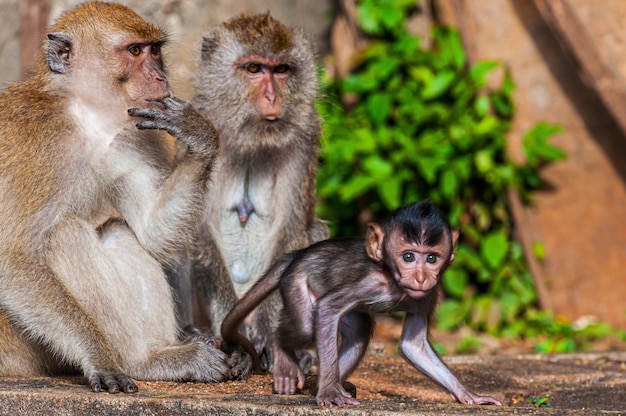 Bela foto de uma família de macacos com mãe, pai e bebê macacos