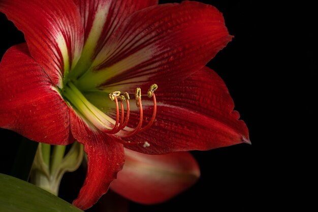 Bela foto de uma flor de lírio vermelho desabrochando isolada em um fundo preto