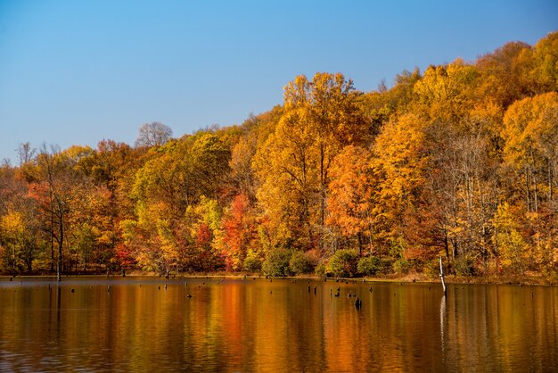 Bela foto de uma floresta ao lado de um lago e o reflexo de árvores coloridas de outono na água