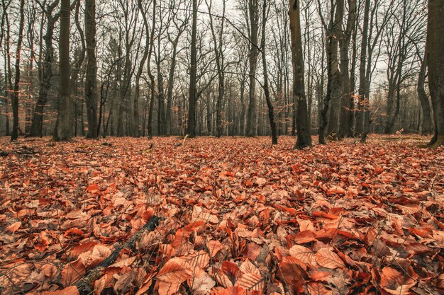 Bela foto de uma floresta assustadora com um céu sombrio