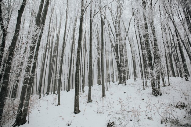 Bela foto de uma floresta com altas árvores nuas cobertas de neve em uma floresta