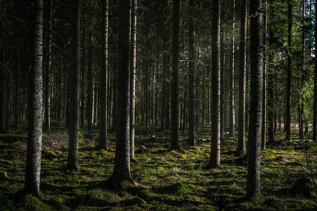 Foto grátis bela foto de uma floresta com altas árvores verdes e o sol brilhando entre os galhos