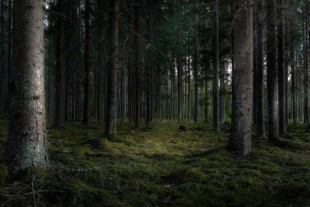 Bela foto de uma floresta com árvores verdes altas