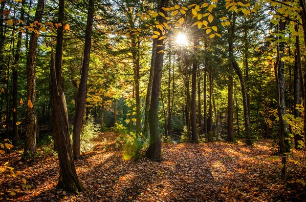 Bela foto de uma floresta com árvores verdes e folhas amarelas no chão em um dia ensolarado