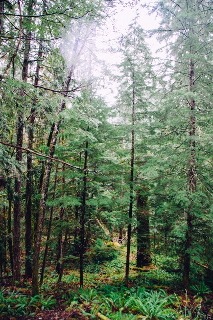 bela foto de uma floresta