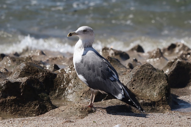 Bela foto de uma gaivota em uma costa rochosa sob a luz do sol