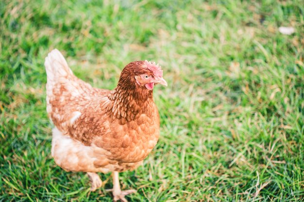Bela foto de uma galinha em pé na grama dos campos